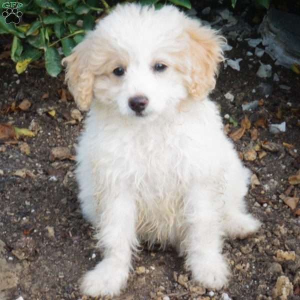 Lyla, Mini Labradoodle Puppy