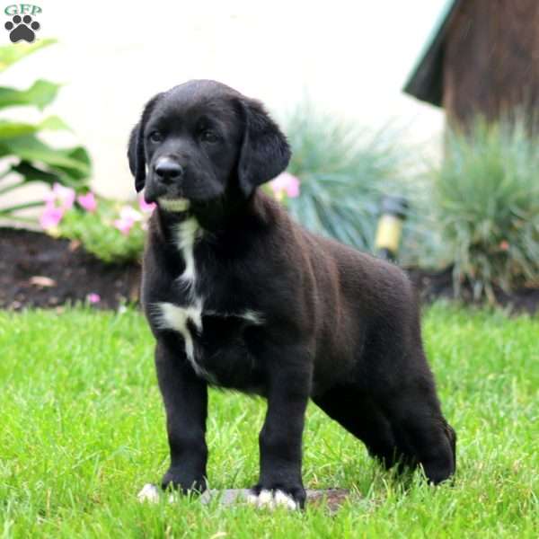 Lylah, Golden Retriever Mix Puppy