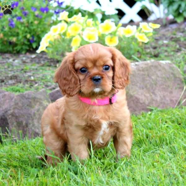 Lylah, Cavalier King Charles Spaniel Puppy