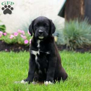 Lylah, Golden Retriever Mix Puppy