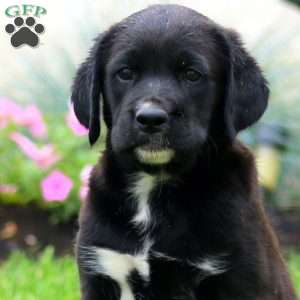 Lylah, Golden Retriever Mix Puppy