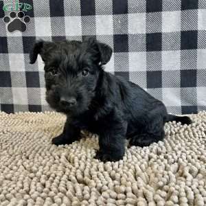 Mandy, Scottish Terrier Puppy