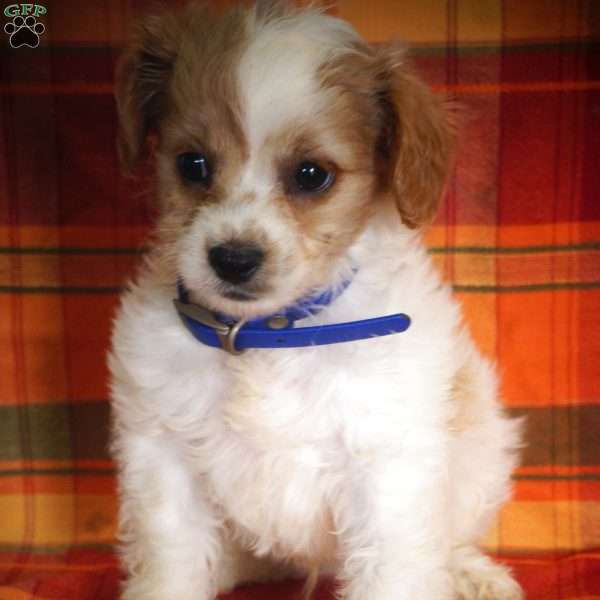 Marcus, Forever Puppy