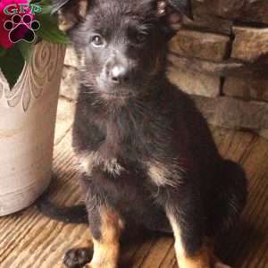 Maria, German Shepherd Puppy