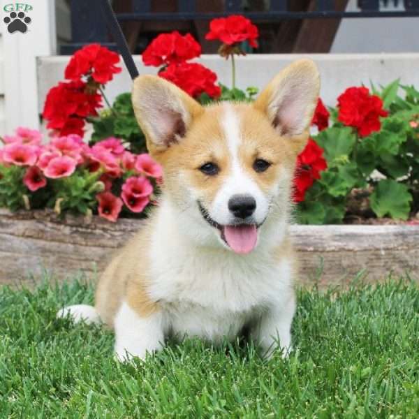 Tucker, Pembroke Welsh Corgi Puppy