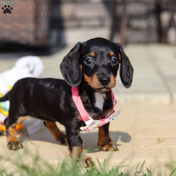 Macy, Dachshund Puppy