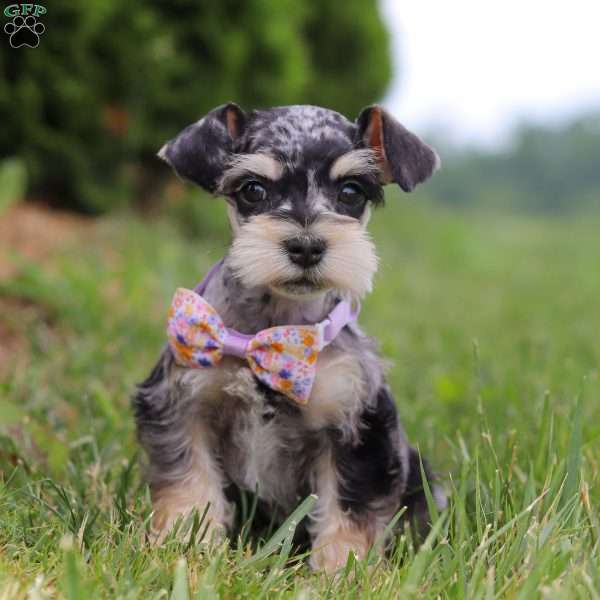 Macy, Miniature Schnauzer Puppy