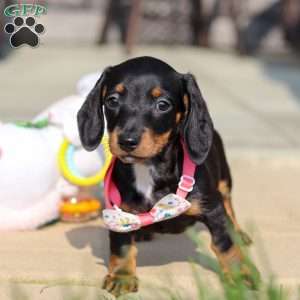 Macy, Dachshund Puppy