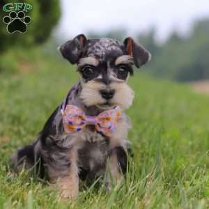 Macy, Miniature Schnauzer Puppy