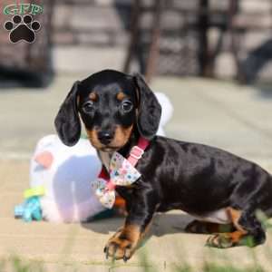 Macy, Dachshund Puppy