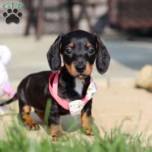 Macy, Dachshund Puppy