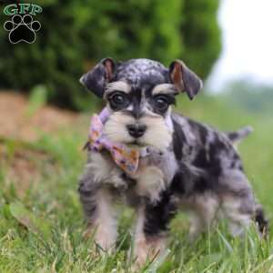 Macy, Miniature Schnauzer Puppy