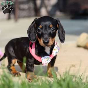 Macy, Dachshund Puppy