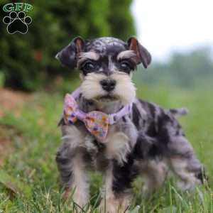 Macy, Miniature Schnauzer Puppy
