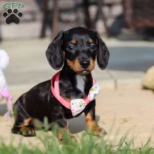 Macy, Dachshund Puppy