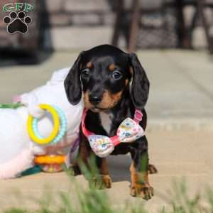 Macy, Dachshund Puppy