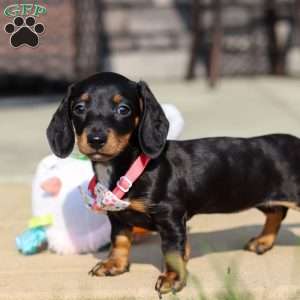 Macy, Dachshund Puppy