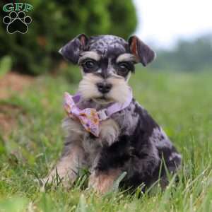 Macy, Miniature Schnauzer Puppy