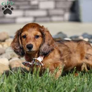 Maddie, Dachshund Puppy