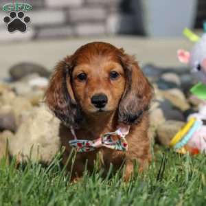 Maddie, Dachshund Puppy