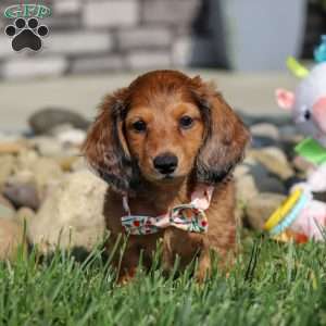 Maddie, Dachshund Puppy