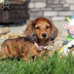 Maddie, Dachshund Puppy