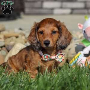 Maddie, Dachshund Puppy