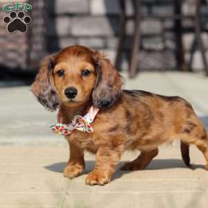Maddie, Dachshund Puppy
