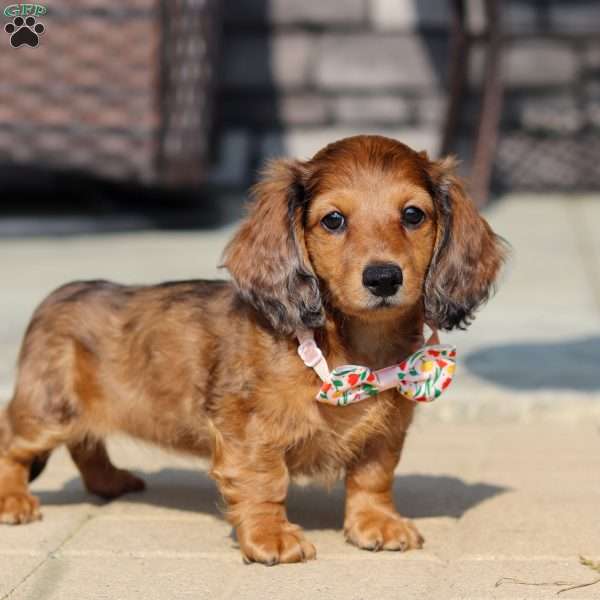 Maddie, Dachshund Puppy