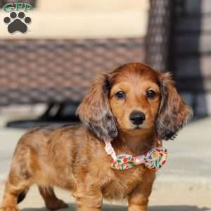 Maddie, Dachshund Puppy