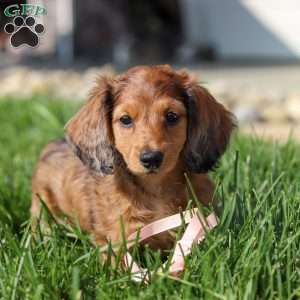 Maddie, Dachshund Puppy