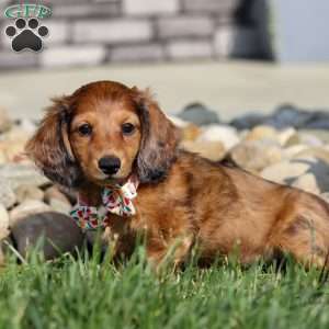 Maddie, Dachshund Puppy