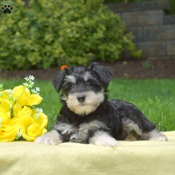 Madison, Miniature Schnauzer Puppy