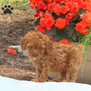 Madison, Miniature Poodle Puppy