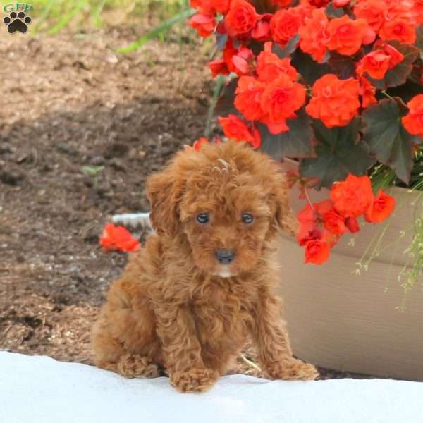 Madison, Miniature Poodle Puppy