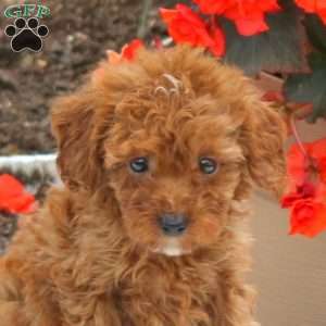 Madison, Miniature Poodle Puppy