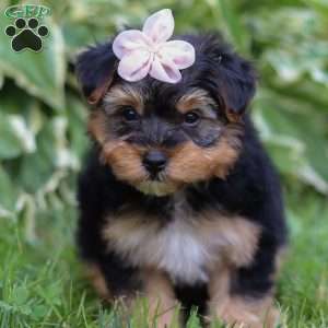 Maggie, Yorkie Poo Puppy