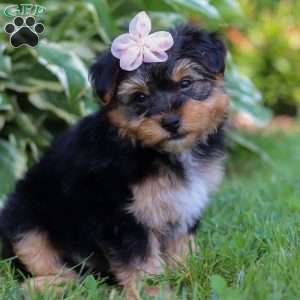 Maggie, Yorkie Poo Puppy