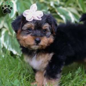 Maggie, Yorkie Poo Puppy