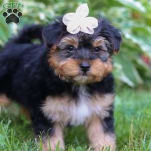 Maggie, Yorkie Poo Puppy