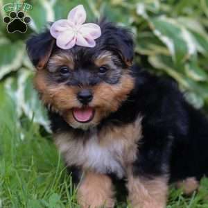 Maggie, Yorkie Poo Puppy