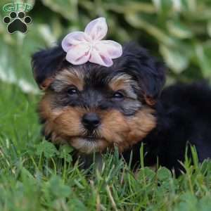 Maggie, Yorkie Poo Puppy
