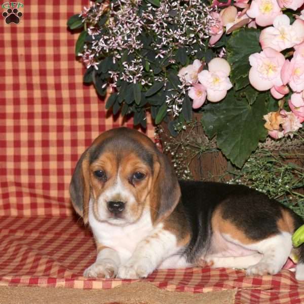 Maggie, Beagle Puppy
