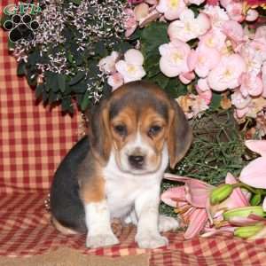 Maggie, Beagle Puppy