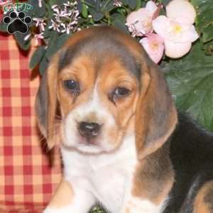 Maggie, Beagle Puppy