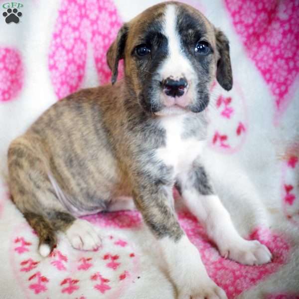 Maggie, Labrador Mix Puppy