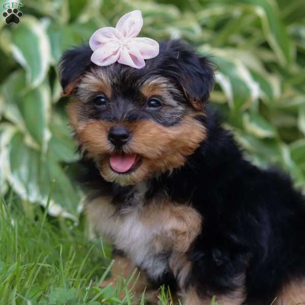 Maggie, Yorkie Poo Puppy