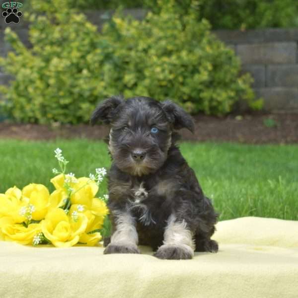 Magic, Miniature Schnauzer Puppy