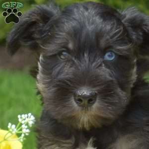 Magic, Miniature Schnauzer Puppy
