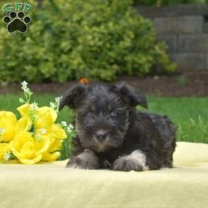 Magic, Miniature Schnauzer Puppy